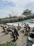 仙台うみの杜水族館に投稿された画像（2025/5/18）