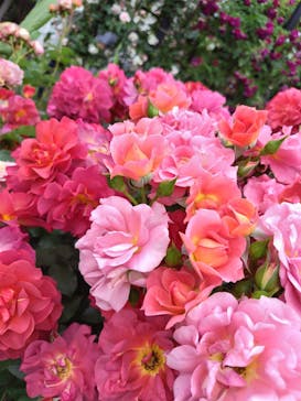 横浜イングリッシュガーデンに投稿された画像（2025/5/18）