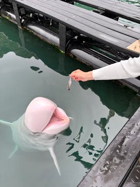 太地町立くじらの博物館に投稿された画像（2025/5/18）