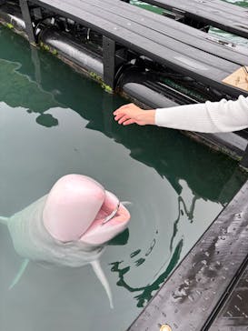 太地町立くじらの博物館に投稿された画像（2025/5/18）