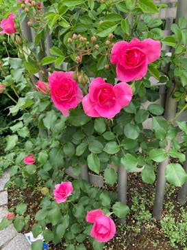 やまぐちフラワーランドに投稿された画像（2025/5/18）