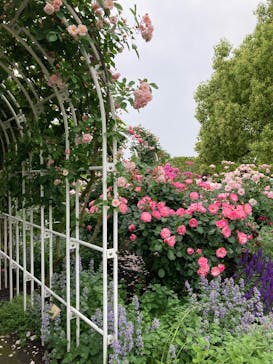 やまぐちフラワーランドに投稿された画像（2025/5/18）