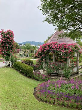 やまぐちフラワーランドに投稿された画像（2025/5/18）