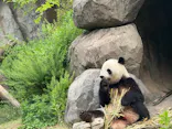 恩賜上野動物園に投稿された画像（2025/5/18）