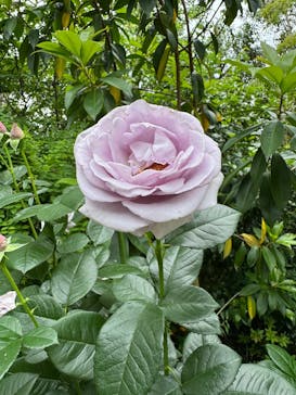 横浜イングリッシュガーデンに投稿された画像（2025/5/18）