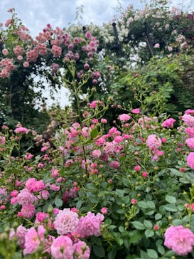 横浜イングリッシュガーデンに投稿された画像（2025/5/18）