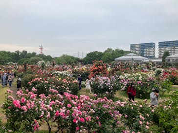 京成バラ園に投稿された画像（2025/5/18）
