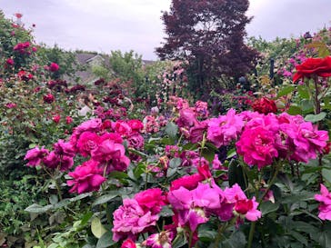 横浜イングリッシュガーデンに投稿された画像（2025/5/18）