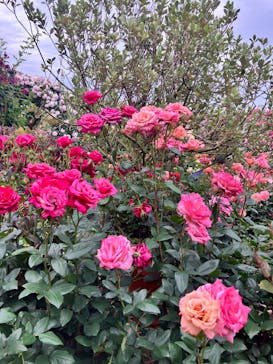 横浜イングリッシュガーデンに投稿された画像（2025/5/18）