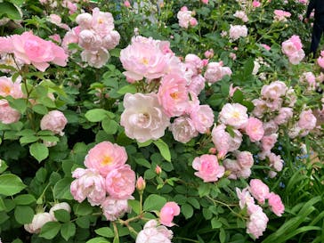 横浜イングリッシュガーデンに投稿された画像（2025/5/18）