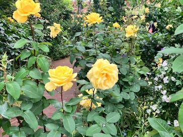 横浜イングリッシュガーデンに投稿された画像（2025/5/18）