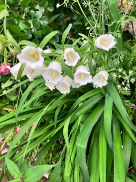 横浜イングリッシュガーデンに投稿された画像（2025/5/18）