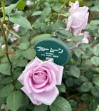 万博記念公園に投稿された画像（2025/5/18）