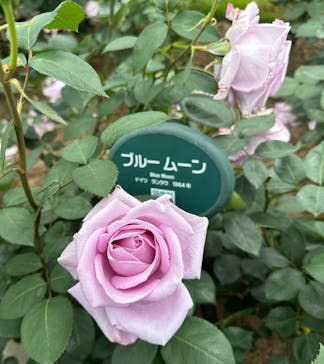 万博記念公園に投稿された画像（2025/5/18）