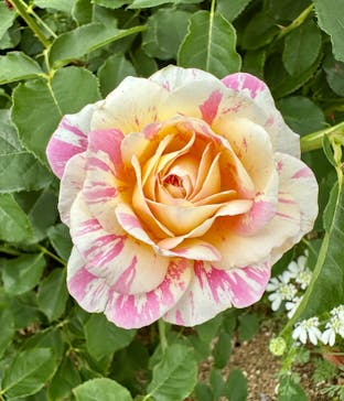 万博記念公園に投稿された画像（2025/5/18）