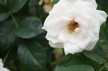 京成バラ園に投稿された画像（2025/5/18）