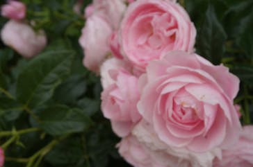 京成バラ園に投稿された画像（2025/5/18）