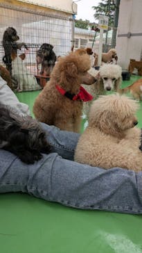 つくばわんわんランドに投稿された画像（2025/5/18）