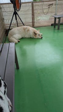 つくばわんわんランドに投稿された画像（2025/5/18）