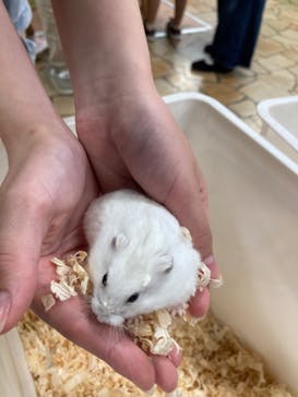 いきもの探検隊上尾に投稿された画像（2025/5/18）