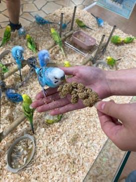 いきもの探検隊上尾に投稿された画像（2025/5/18）