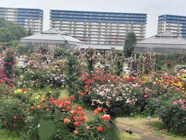 京成バラ園に投稿された画像（2025/5/18）