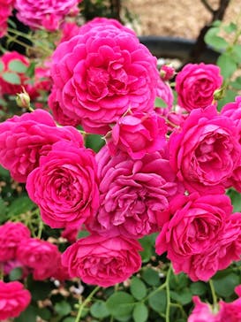 京成バラ園に投稿された画像（2025/5/18）