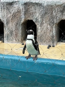 恩賜上野動物園に投稿された画像（2025/5/18）