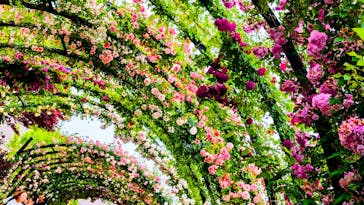 横浜イングリッシュガーデンに投稿された画像（2025/5/18）