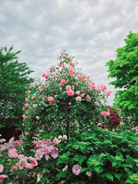 横浜イングリッシュガーデンに投稿された画像（2025/5/18）