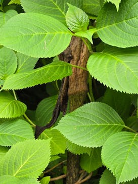 横浜イングリッシュガーデンに投稿された画像（2025/5/18）