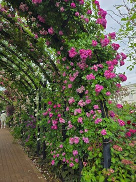 横浜イングリッシュガーデンに投稿された画像（2025/5/18）