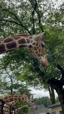宇都宮動物園に投稿された画像（2025/5/18）