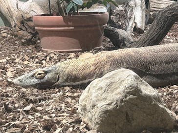 名古屋市東山動植物園に投稿された画像（2025/5/18）