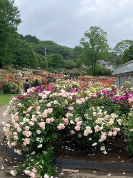 いばらきフラワーパークに投稿された画像（2025/5/18）