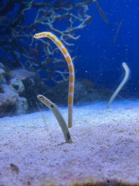 新江ノ島水族館に投稿された画像（2025/5/18）