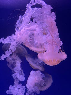 新江ノ島水族館に投稿された画像（2025/5/18）