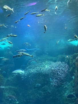 新江ノ島水族館に投稿された画像（2025/5/18）