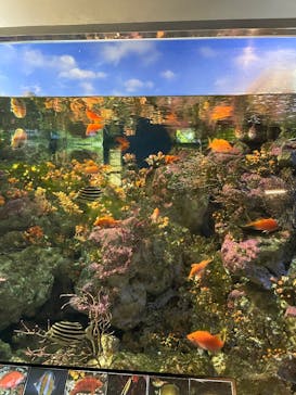 新江ノ島水族館に投稿された画像（2025/5/18）