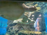 名古屋港水族館に投稿された画像（2025/5/19）