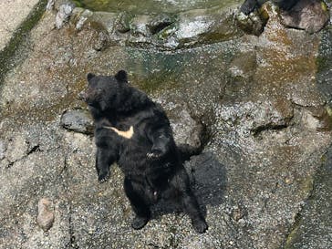 奥飛騨クマ牧場に投稿された画像（2025/5/18）