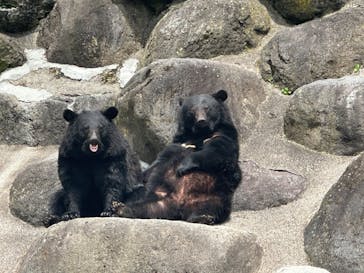 奥飛騨クマ牧場に投稿された画像（2025/5/18）