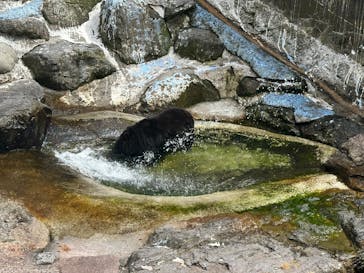 奥飛騨クマ牧場に投稿された画像（2025/5/18）