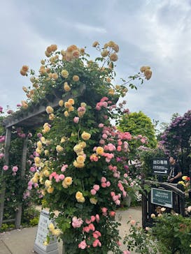 横浜イングリッシュガーデンに投稿された画像（2025/5/18）