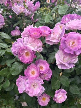 横浜イングリッシュガーデンに投稿された画像（2025/5/18）