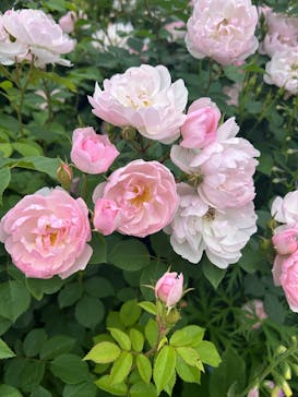 横浜イングリッシュガーデンに投稿された画像（2025/5/18）