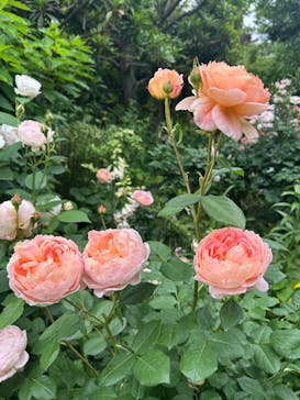 横浜イングリッシュガーデンに投稿された画像（2025/5/18）