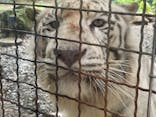 群馬サファリパークに投稿された画像（2025/5/19）