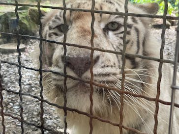 群馬サファリパークに投稿された画像（2025/5/18）