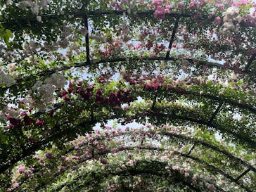 横浜イングリッシュガーデンに投稿された画像（2025/5/18）